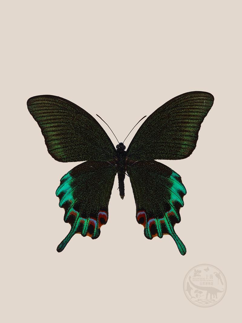 吕宋翠凤蝶赫梅尔亚种