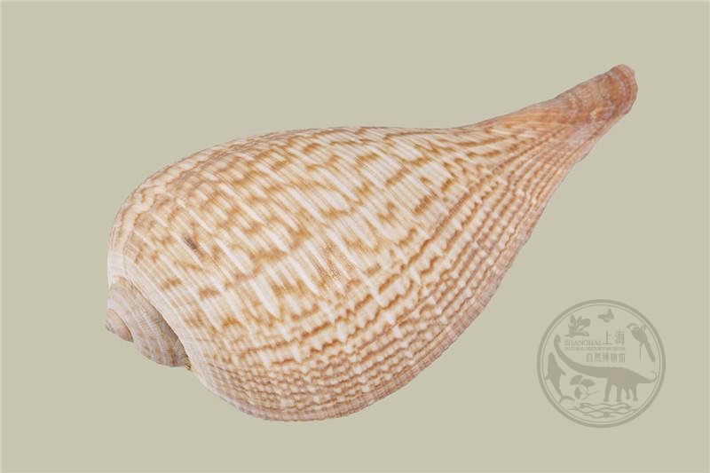 软体动物门,腹足纲,异足目,枇杷螺科,枇杷螺属.