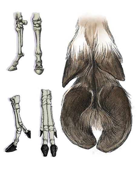 时长:60分钟 内容介绍: 有蹄类动物根据构成蹄的脚趾数目分为奇蹄动物