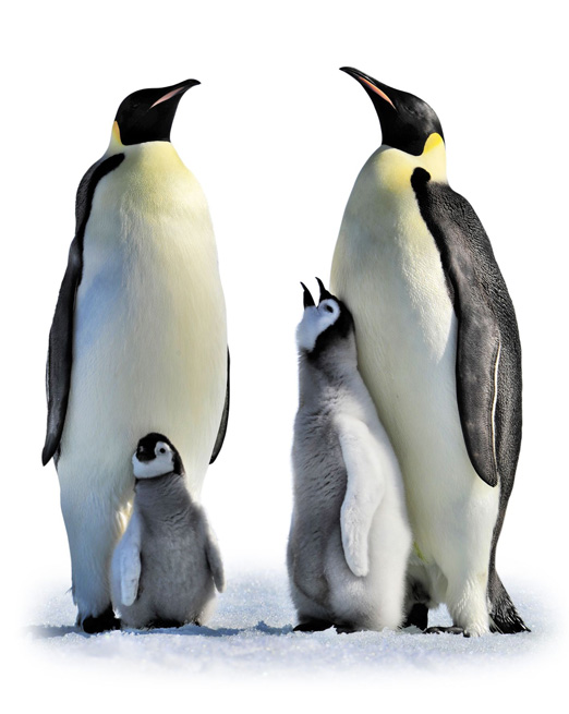 神秘的企鹅家族